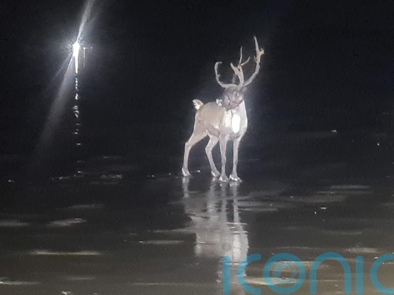 Runaway reindeer sparks huge emergency operation