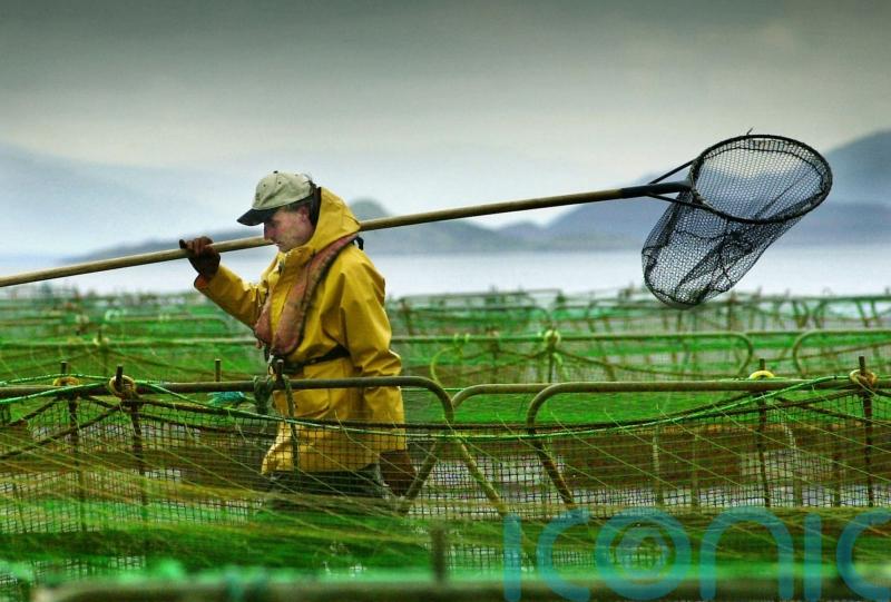 Salmon farmers hit back at study which suggests economic benefits ‘exaggerated’