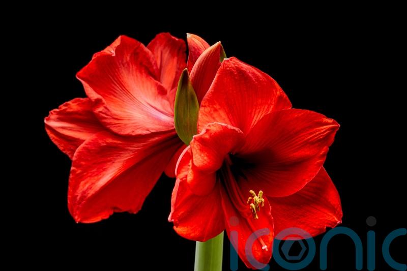 The showstopping alternative to the Christmas poinsettia