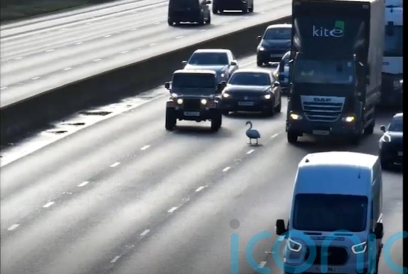 Swan saved after stopping motorway traffic