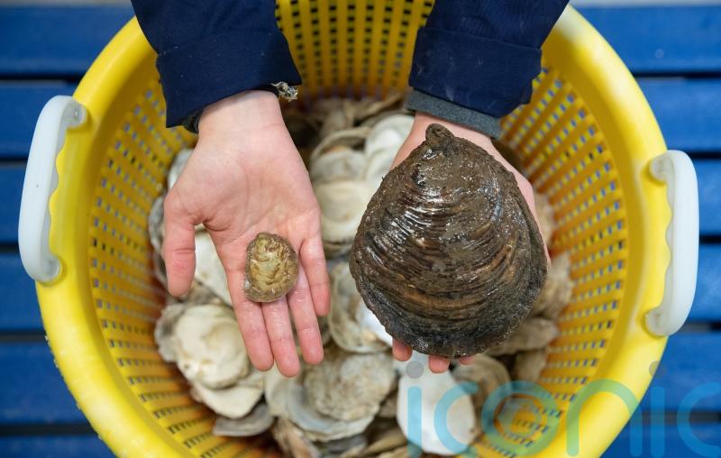 European flat oysters ‘thriving’ in Firth of Forth