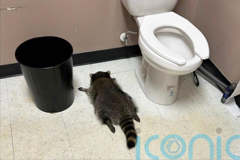 Drunken raccoon who broke into US liquor store found passed out in bathroom