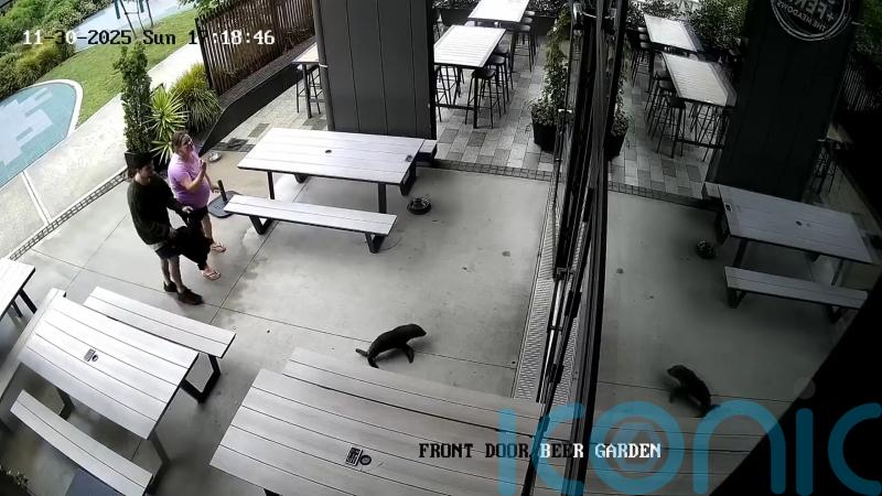 Baby seal waddles into bar in New Zealand