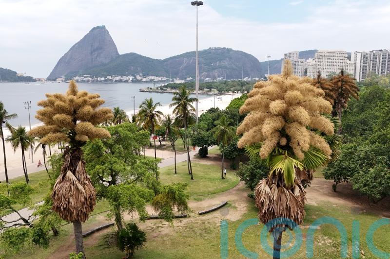 Decades-old palm trees in Rio de Janeiro flower for the first – and only – time