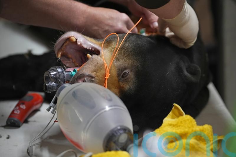 Sun bear undergoes procedure to remove cysts in bid to protect future of species