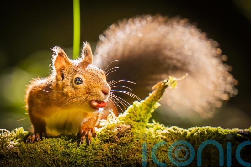 Red squirrel range increases 25% in Highlands following reintroduction project