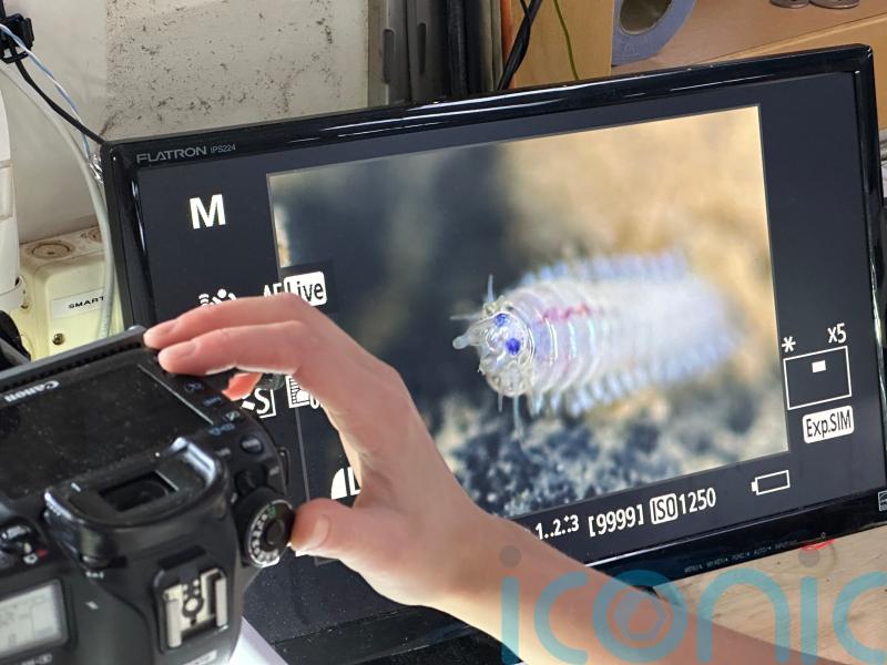 Seafloor animals down by 37% in deep-sea mining zone, landmark study finds