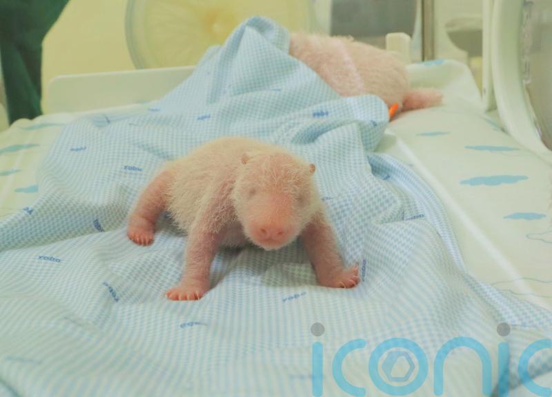 Photos of first panda cub born in Indonesia released