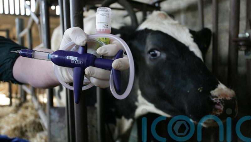 Royal Ulster Winter Fair cattle classes cancelled over bluetongue disease