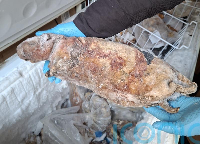 Frozen pangolin among illegal bushmeat seized in capital