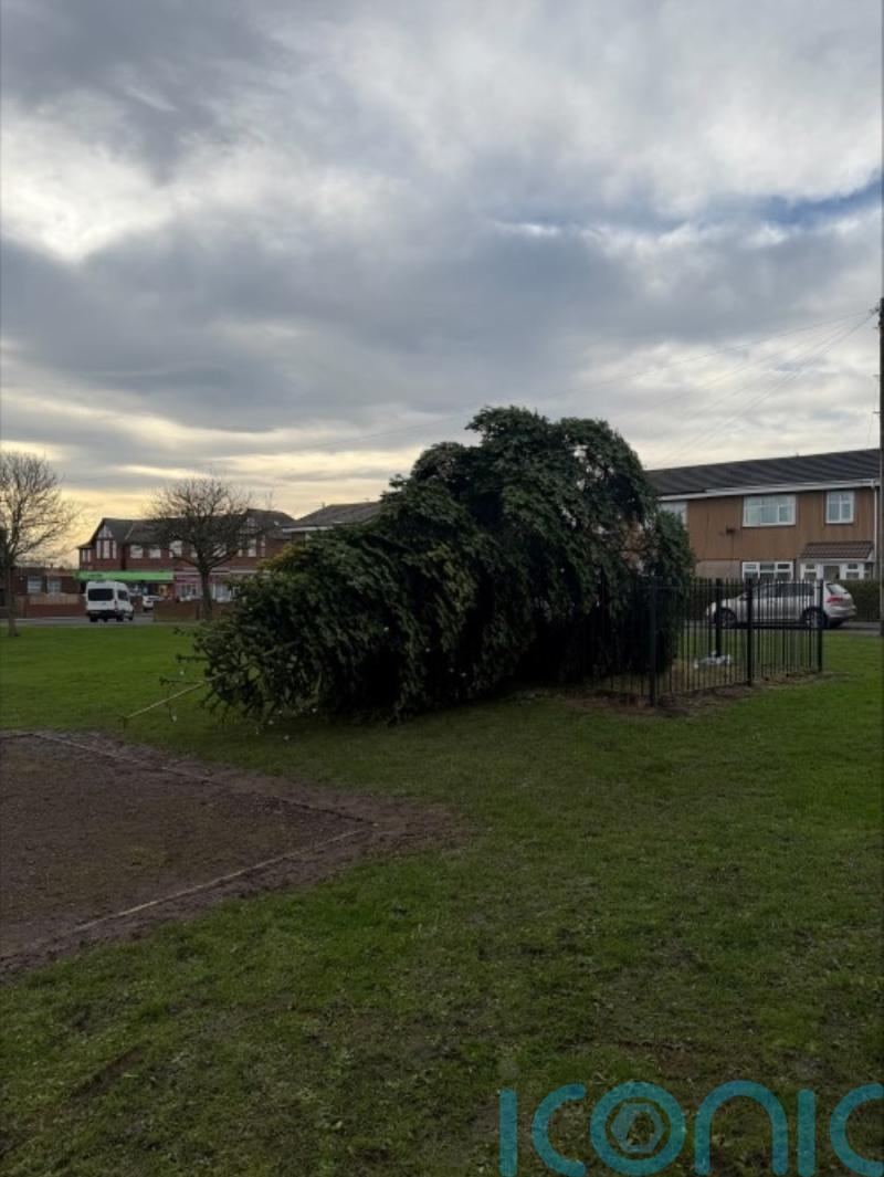 Village Christmas tree cut down hours after lights switch on