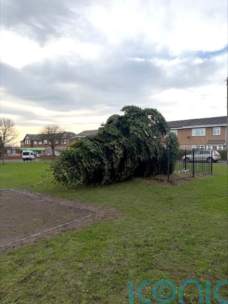 Two men arrested after village Christmas tree cut down