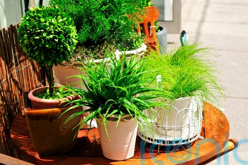 Houseplants set to make an outdoor appearance in 2026, predicts RHS