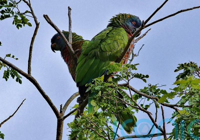 On the trail of St Lucia&rsquo;s &lsquo;small six&rsquo; rare and endangered species
