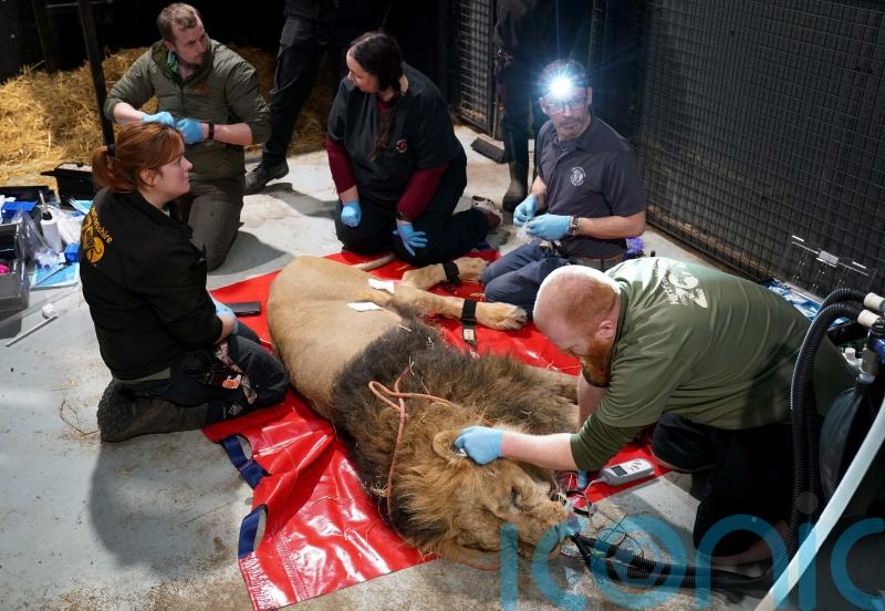 Lion pictured having &lsquo;critical&rsquo; procedure to help safeguard species