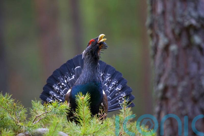 Nature reserve announces expansion which could help capercaillie
