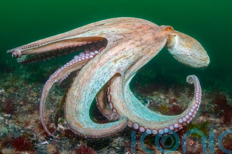 UK seas in 2025: &lsquo;Incredible&rsquo; octopuses, pollution and some puffin good news