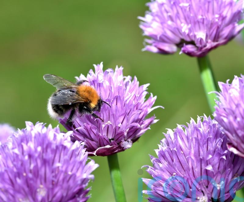 Make your gardening New Year&rsquo;s resolution a sustainable one