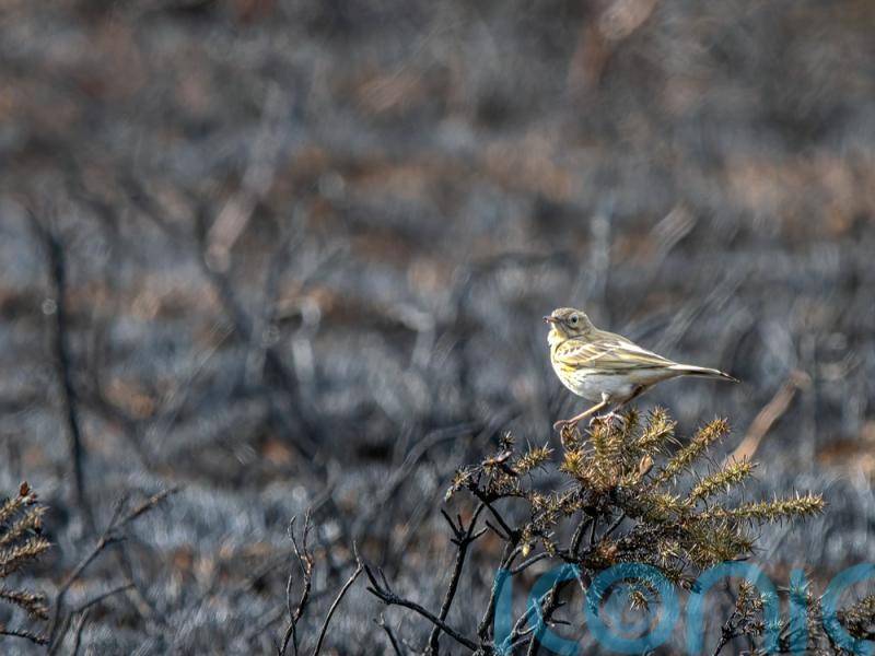 Wildlife hit hard by drought, fires and heat as extremes become &lsquo;new normal&rsquo;