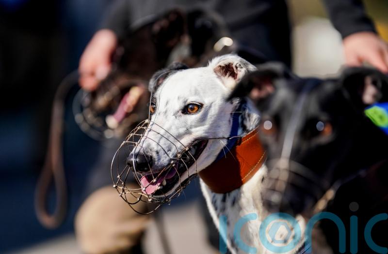 MSPs urged to &lsquo;act now&rsquo; to ban greyhound racing before election