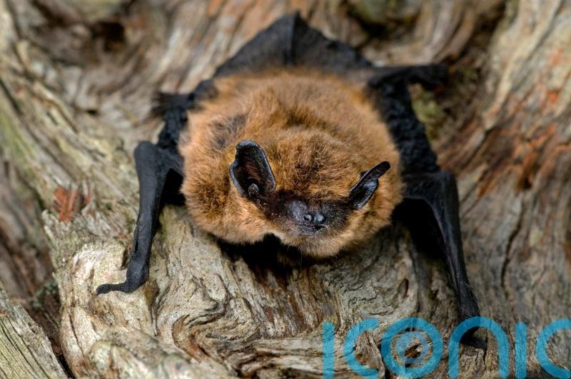 How to attract bats into your garden