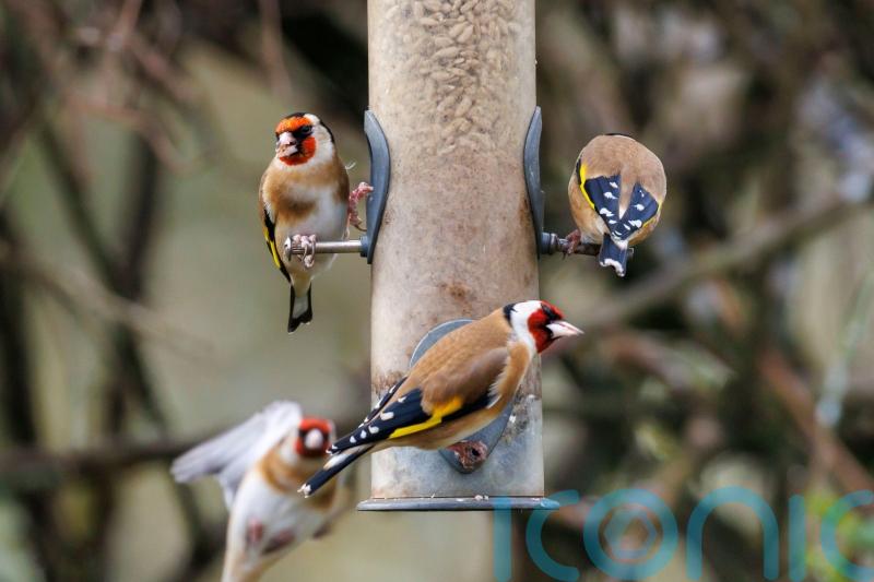 How safe is your bird feeder?