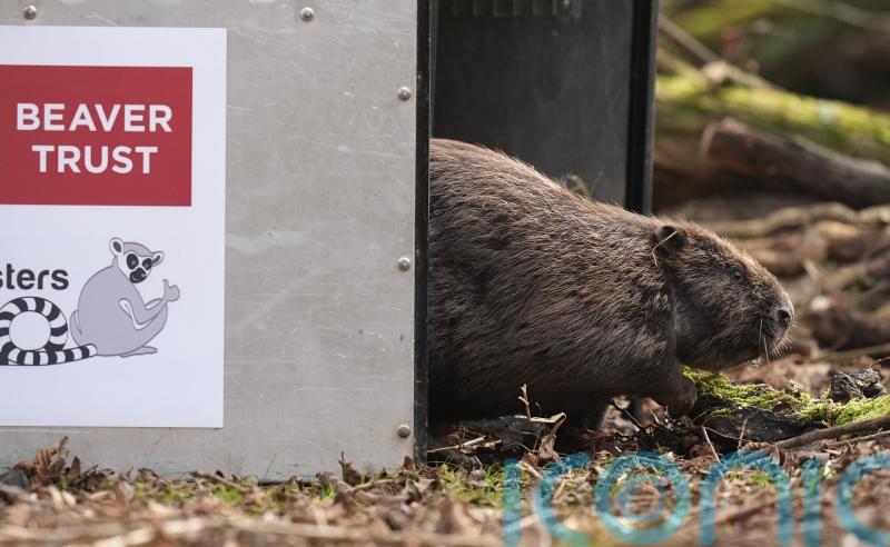 In Pictures: Beavers and Bridgerton lookalikes among animal highlights for 2025