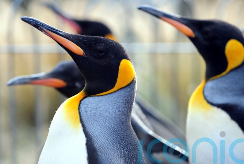 Zoo&rsquo;s penguin parade axed due to bird flu fears