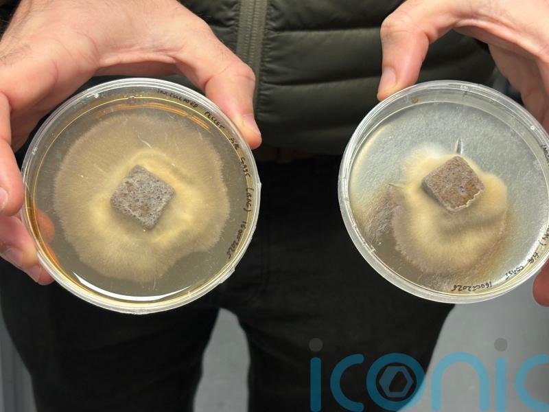 Mushroom pellets use fungi &lsquo;superpowers&rsquo; to restore forests around world