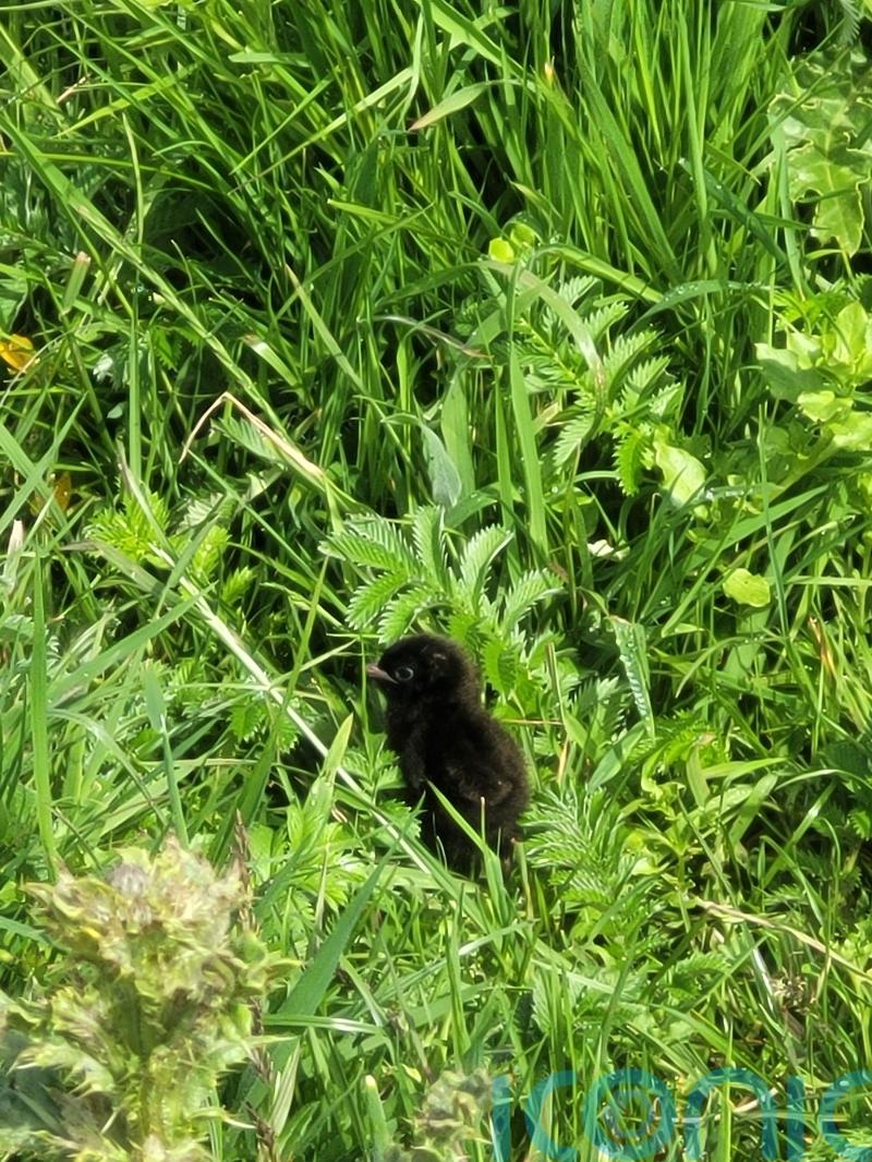 Seven &lsquo;remarkable&rsquo; species found at conservation charity sites