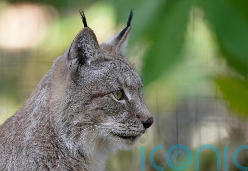 Public invited to have their say on reintroduction of lynx to Highlands