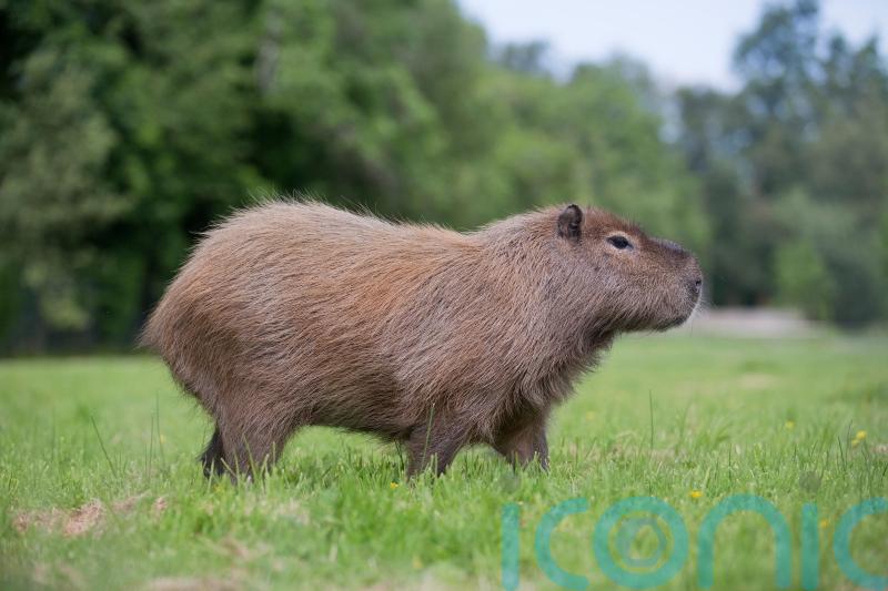 Farm owners &lsquo;absolutely devastated&rsquo; after capybaras &lsquo;stolen&rsquo; from enclosure