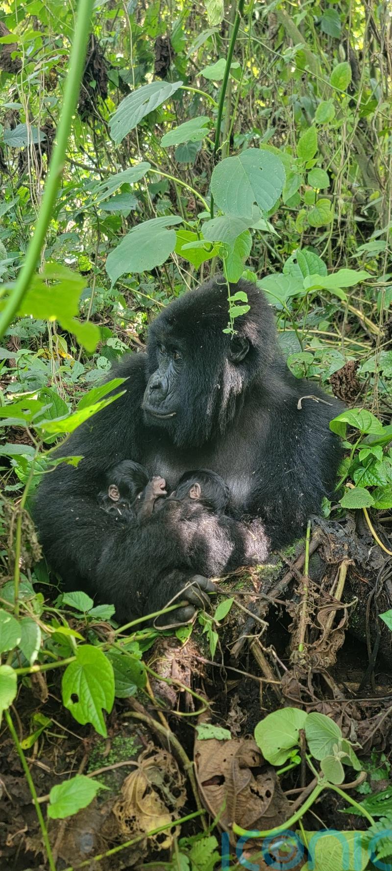 Rare twins born to mountain gorilla family in Virunga National Park