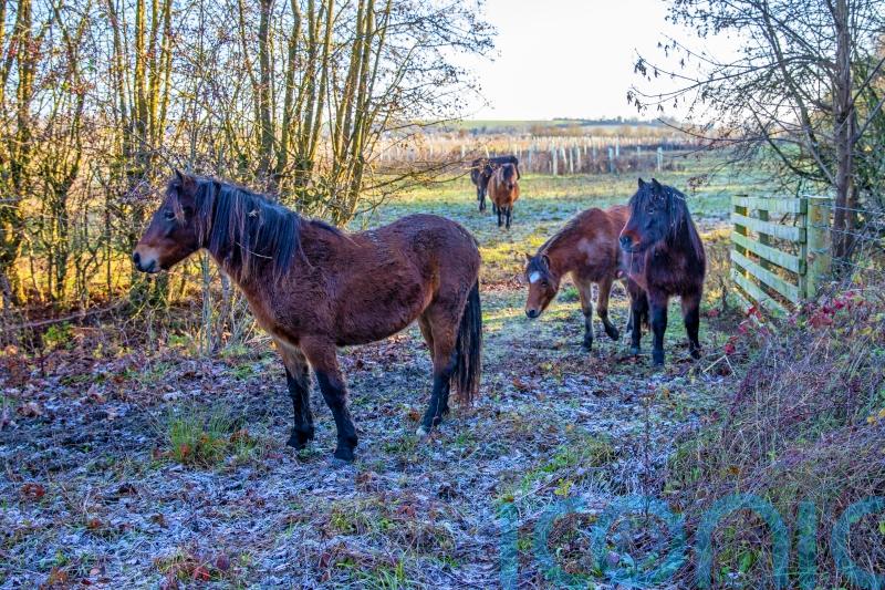 Dartmoor ponies helping to restore landscape at National Trust estate