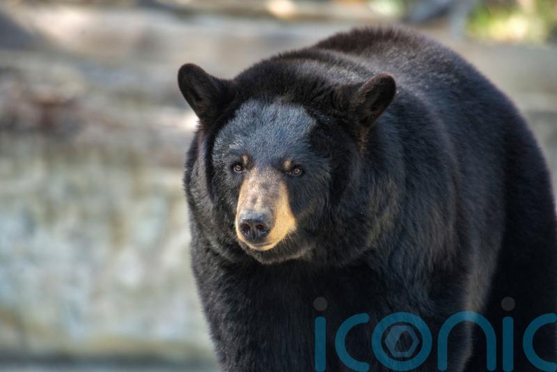 Unwelcome guest finally evicted as huge black bear living under home is moved on