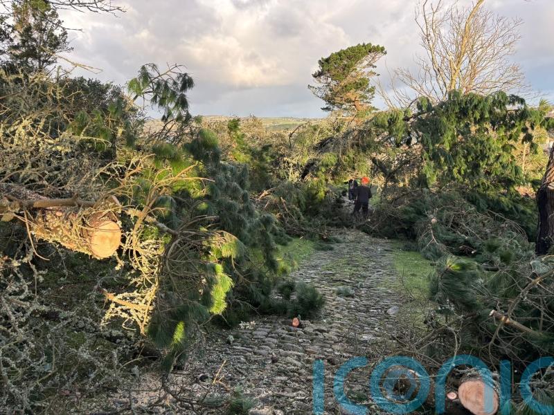 More than 80 trees brought down by Storm Goretti on tidal island