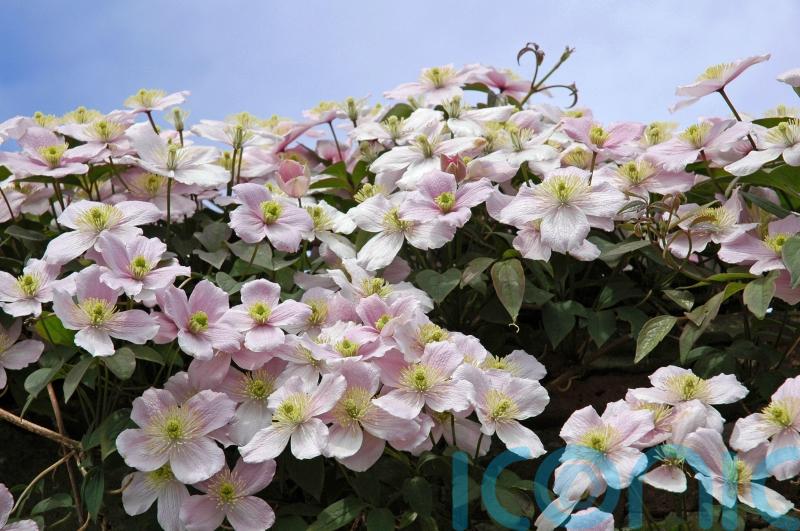 A beginner&rsquo;s guide to pruning clematis