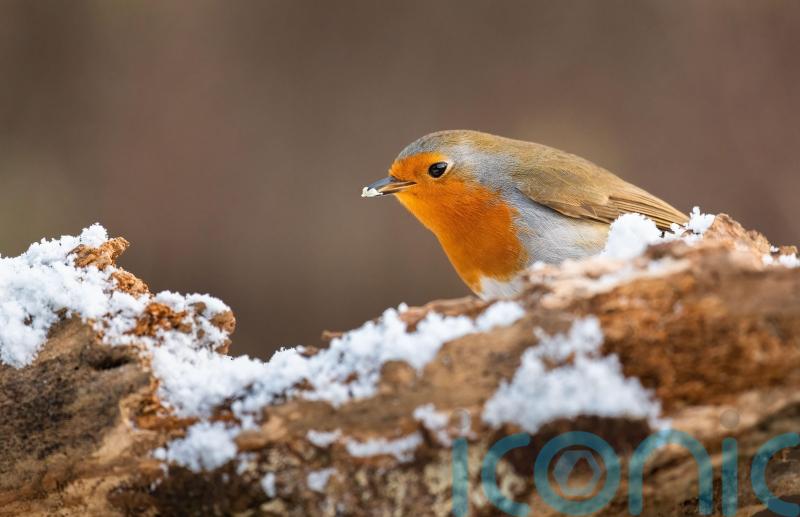 How to support wildlife in cold snaps
