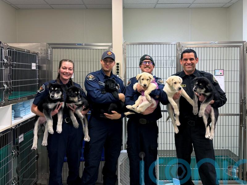 Six puppies up for adoption after surviving suspected drug overdose in US
