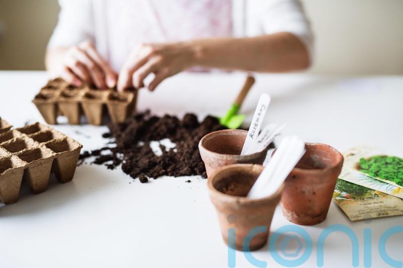 A beginner&rsquo;s guide to sowing seeds indoors