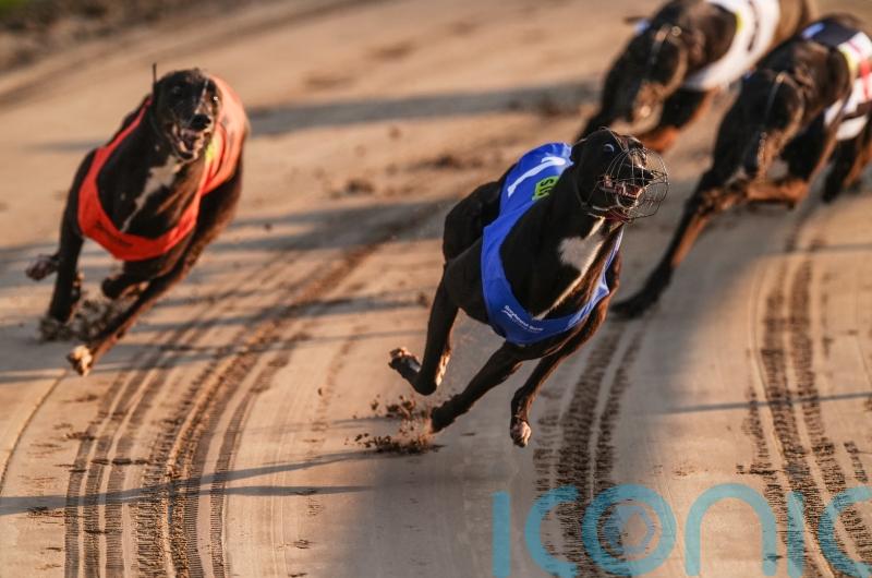Committee backs greyhound racing ban as members dissent
