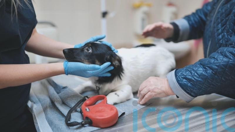 Vets will have to publish price lists under reforms to improve &lsquo;transparency&rsquo;
