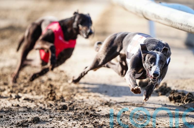MSPs urged to back greyhound racing ban and &lsquo;put paws before profits&rsquo;