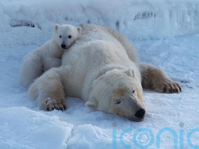 Svalbard&rsquo;s polar bears keep body condition despite rapid ice loss, study finds