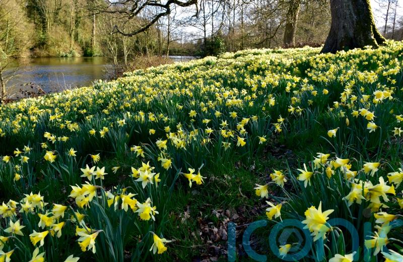 Brilliant daffodil gardens to visit in spring