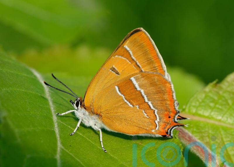 Egg hunt reveals record numbers for rare butterflies after hedges grow wild