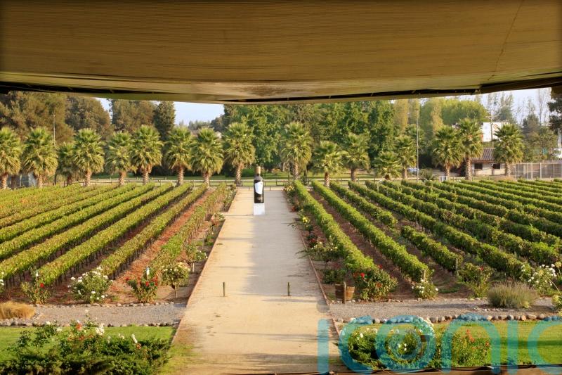 6 superb South American wines to swoon over