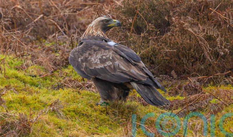 Police investigate after golden eagle found with shotgun injuries