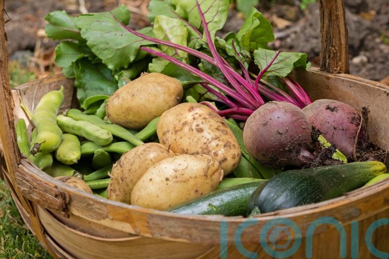 Plan ahead for grow-your-own veg all year round