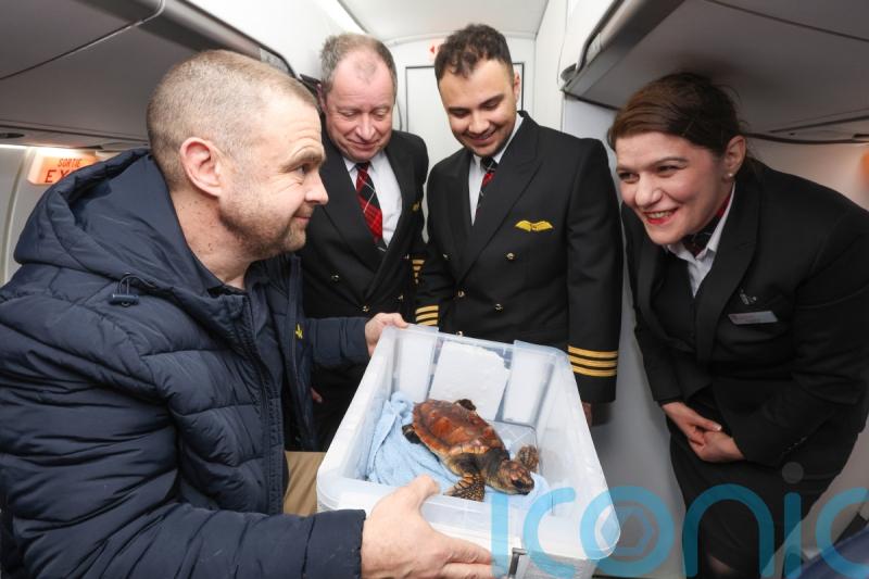 Rescued turtle swept away by storm given VIP treatment on flight
